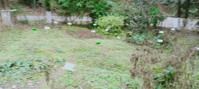 贵阳药用植物园旅行图片 10
