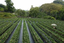 山顶果园农场景点图片