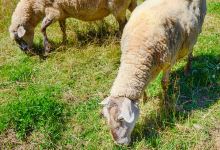 阿卡迪亚历史文化村景点图片