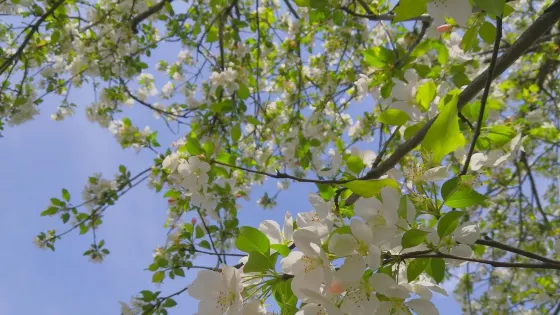 浮山櫻花園
