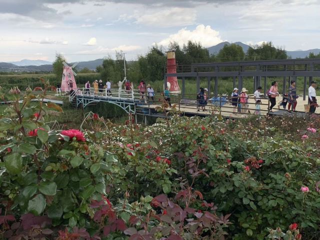 丽江花花色玫瑰庄园旅行图片 3