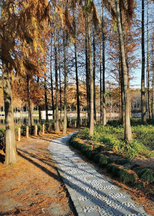 金桥公园旅行图片 4