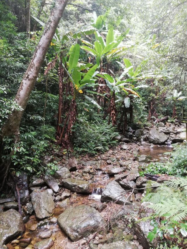 海南热带雨林国家公园五指山景区旅行图片 4