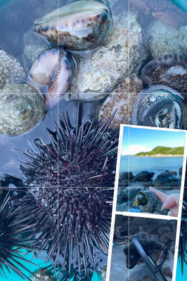 深圳海边一日游 — 大鹏赶海记