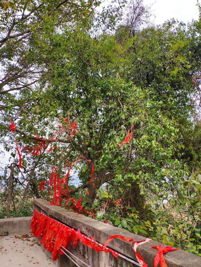 起凤山旅行图片 5