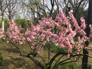 郁李,花开锦绣似明霞