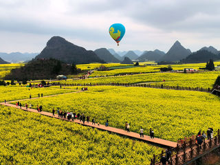 云南旅游：徜徉油菜花海罗平记（图）