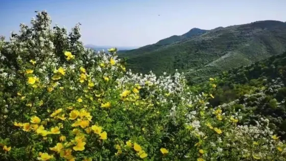 夏縣後坡白鵑梅