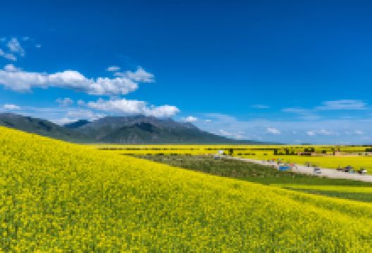 门源百里油菜花海景点图片