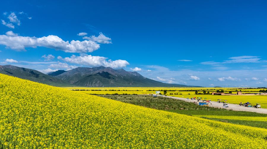 门源百里油菜花海
