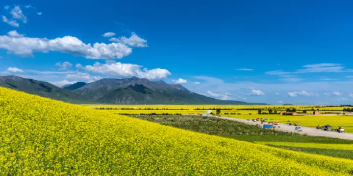 門源百里油菜花海
