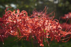 埼玉县游记图文-日本小众旅游地—巾着田彼岸花