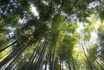 宜宾蜀南竹海一日游【2-6人小团，宜宾市区上门接】【可选车子进景区（非节假日）。】