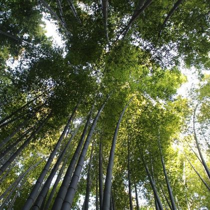 宜宾蜀南竹海一日游【2-6人小团，宜宾市区上门接】