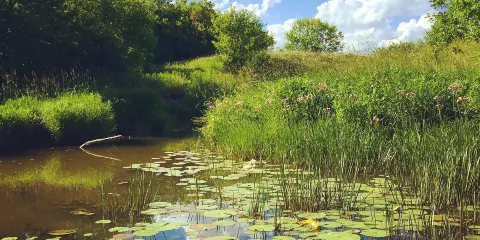 龍湖國家濕地公園