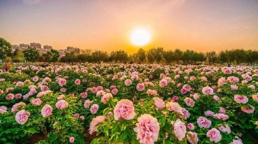 四季牡丹园