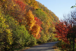 枫叶红了长白山(本溪,红染洋湖沟)