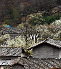 阿苏游记图文-嶲州艺苑 | 阿苏越尔：鹿鹿觉巴的春天