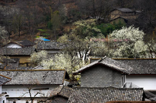 阿苏游记图片] 嶲州艺苑 | 阿苏越尔：鹿鹿觉巴的春天