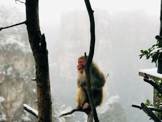 湖南人游湖南，领裕湘西北小环线冬游记（五）