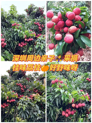 深圳周边亲子采摘桂味荔枝采摘之旅