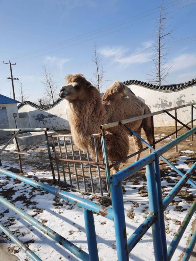 马家庄动物观光园