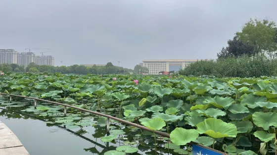 邱縣盛水湖公園