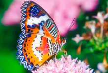 蝴蝶沟景点图片