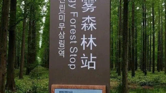黃海森林生態旅遊度假區-迷霧森林
