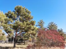 敕勒川草原-呼和浩特-午后的猫999