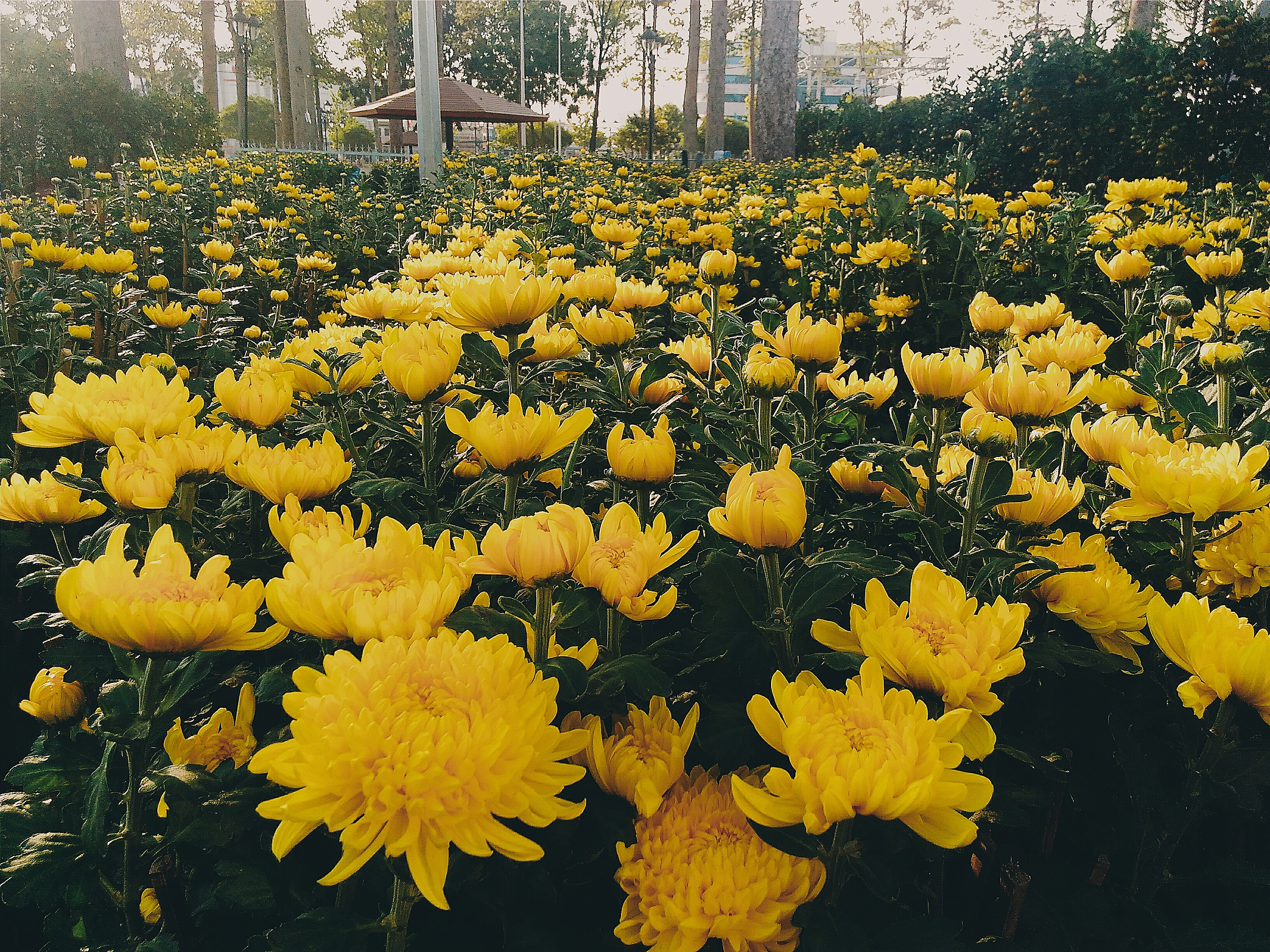 3-Day Jingshan Tour: From Qujialing to Mochou Lake, Jingmen's Flower Valley