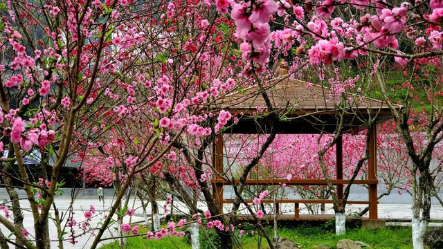 春色撩人，来北溪游湖赏花吧！