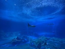 珠海长隆海洋王国·鲸鲨馆-珠海-兔酱不乖