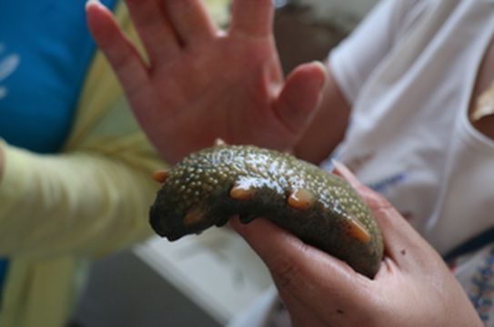 哈仙岛赶海竟然是骗局!有人说捡不到东西?因为你没来这个地方!