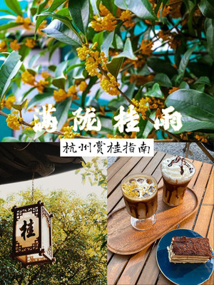满觉陇出行攻略|你的赏桂指南请收好~