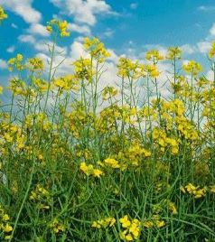 西秀区游记图文-乡游黔中│油菜花已开，安顺旧州镇浪塘村等你来