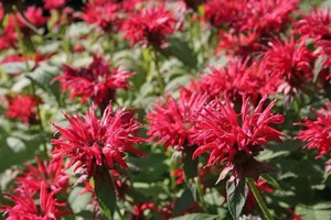 宾夕法尼亚州游记图文-6种花朵清香的植物种院子后，容易吸引益虫