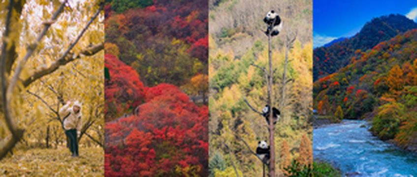 二十大时光 | 无忧汶川，许你一城最美秋色！