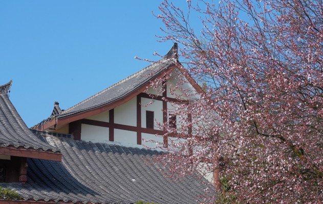 春日蒙顶山,不负三月好时光