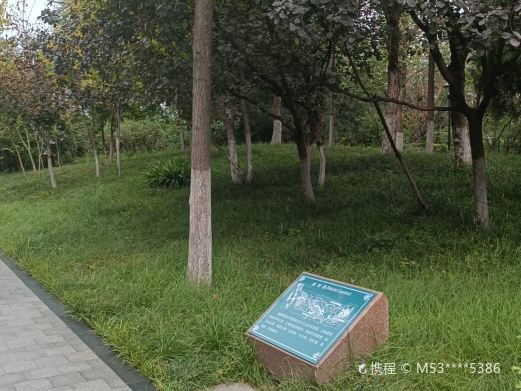 潍坊植物园-槭树园