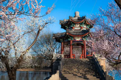 北京赏杏花