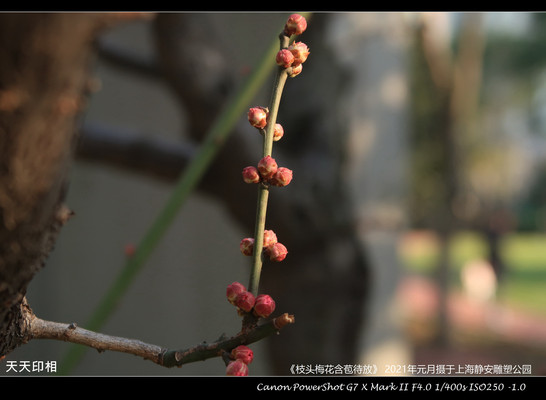 枝头梅花含苞待放