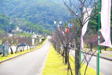 八重岳樱之森公园-本部町-翱翔的大鲨鱼