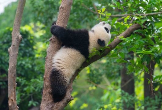 【私家团】都江堰+熊猫谷1日游打卡蓝眼泪+仰天窝·四环内接送【[一单一团]一单一团不拼团，随性自在，专车使用，行程更私密】