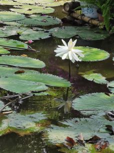 中科院西双版纳热带植物园-勐腊-胖魚头