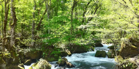 十和田八幡平國立公園