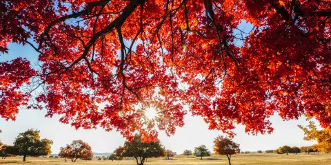 五角楓生態旅遊景區