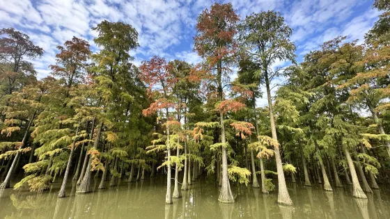 武漢陽邏水杉林