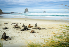 Sandfly Bay Wildlife Refuge景点图片
