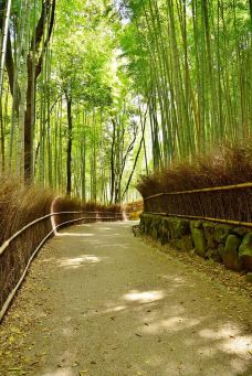 岚山-京都-Iceman626